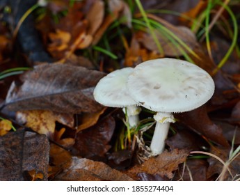 Zelena pupavka (Amanita phalloides)