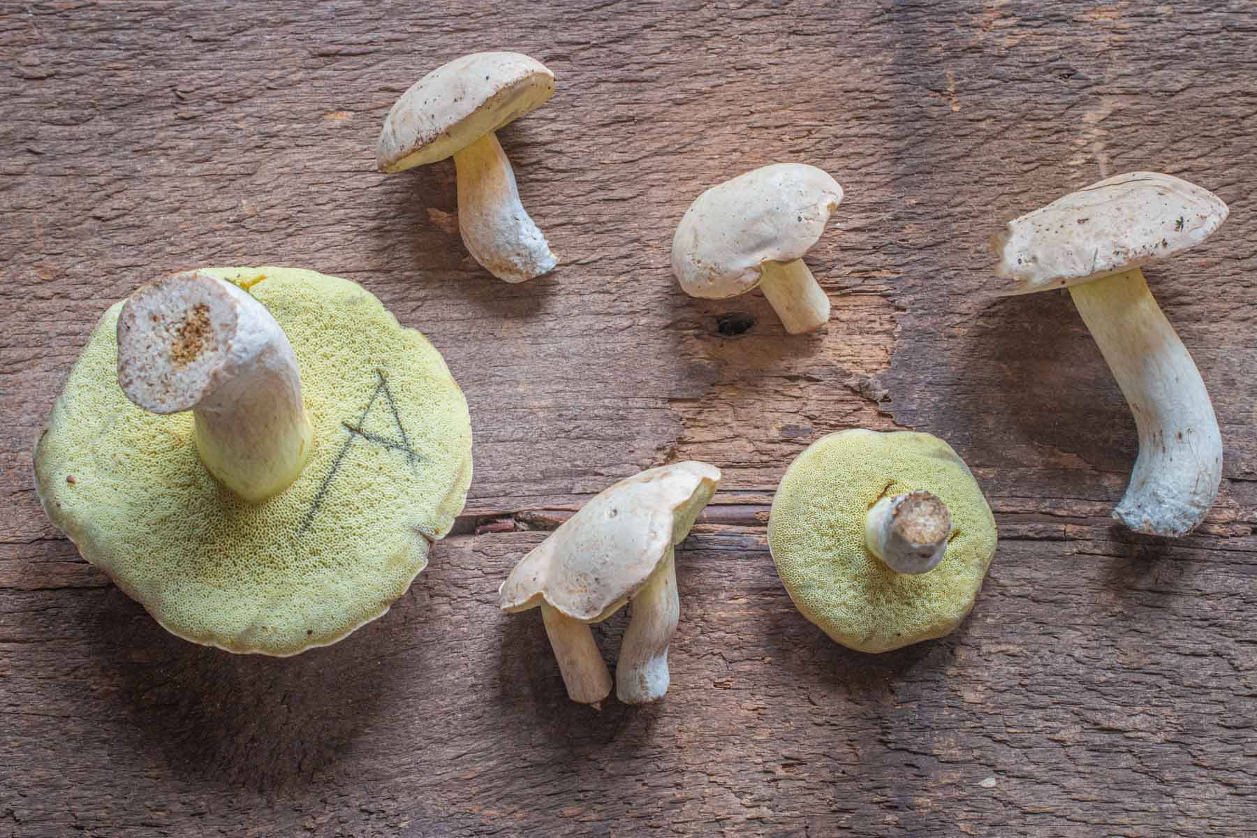 Блідий боровик (Boletus pallidus)