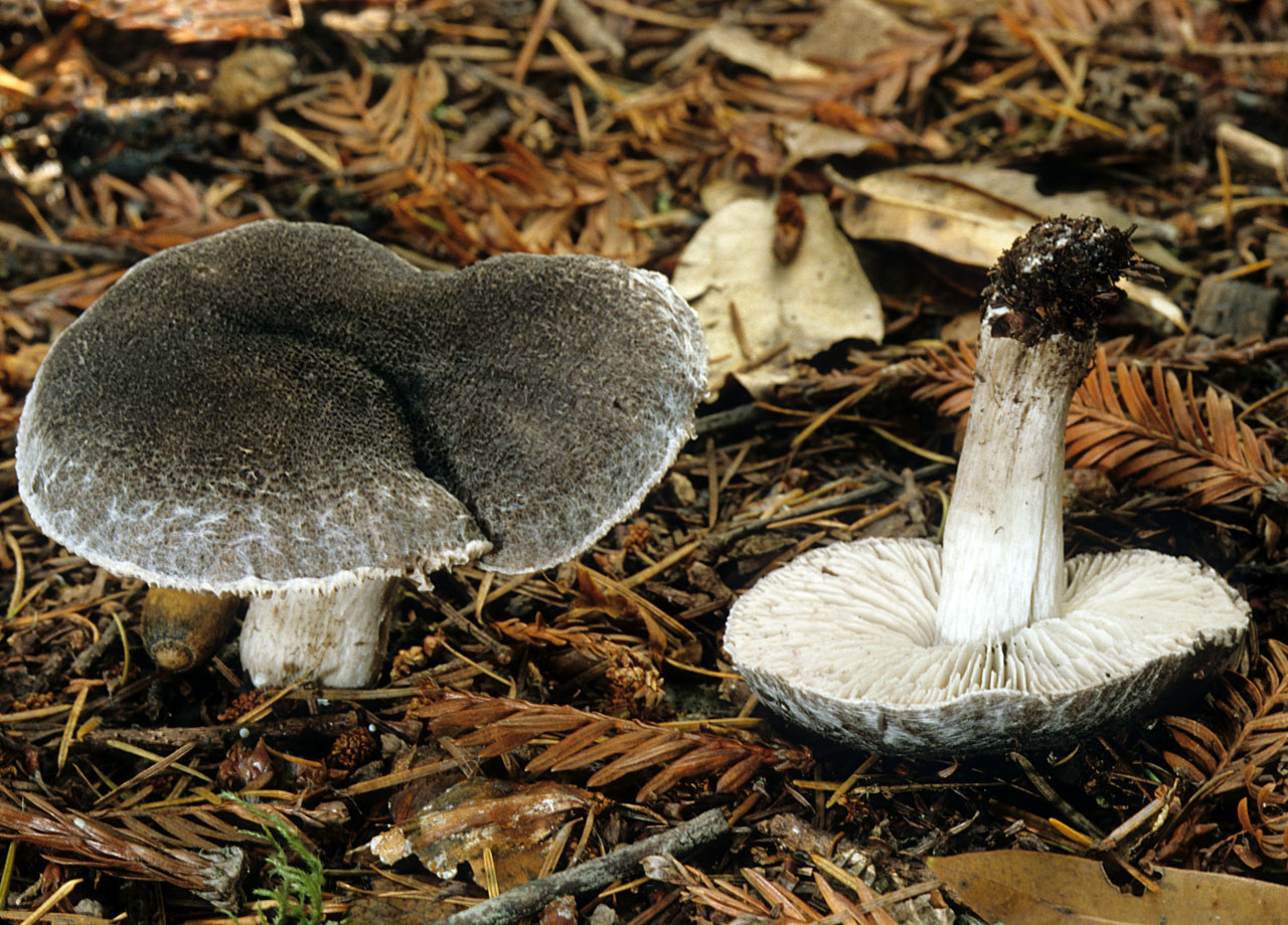 烟灰口蘑 (Tricholoma terreum)