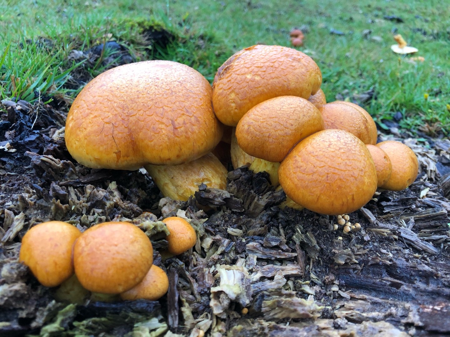 Fjällig spindling (Cortinarius pholideus)