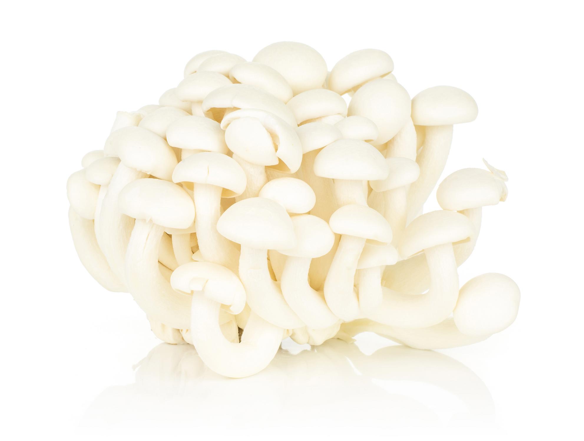 Beyin Mantarı (Tremella encephala)