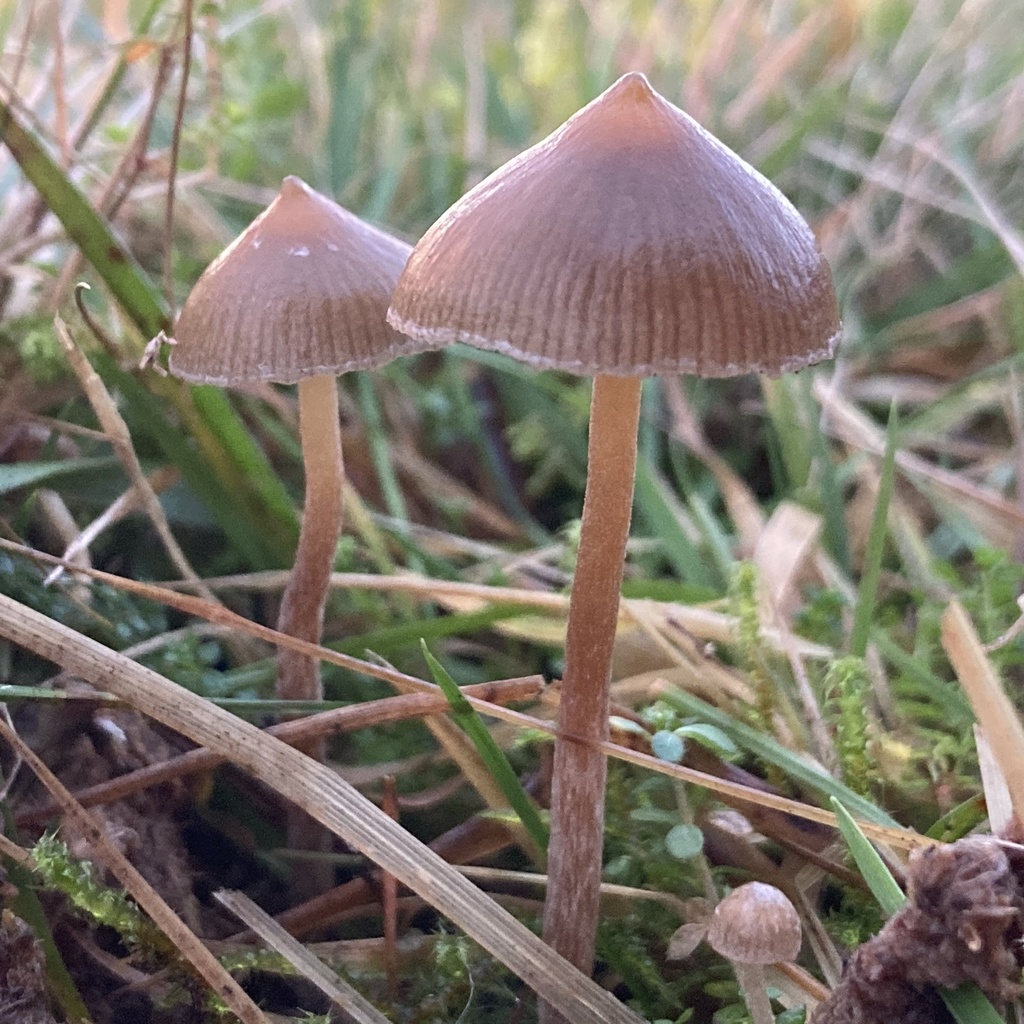 Gübre Seven Psilocybe (Psilocybe fimetaria)