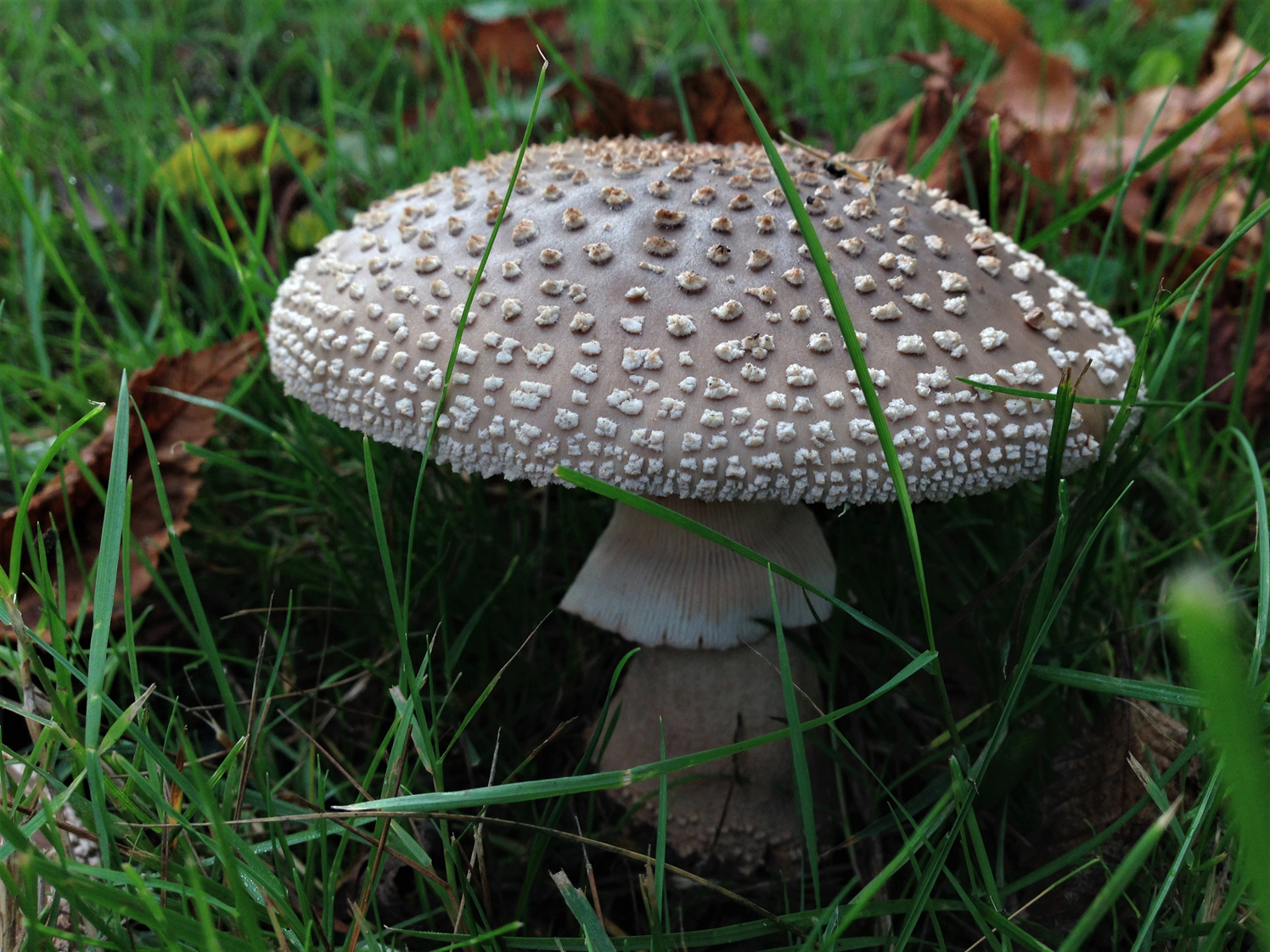 Blusher (Amanita rubescens)