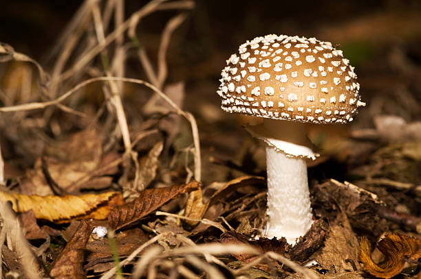 Panterova muhara (Amanita pantherina)