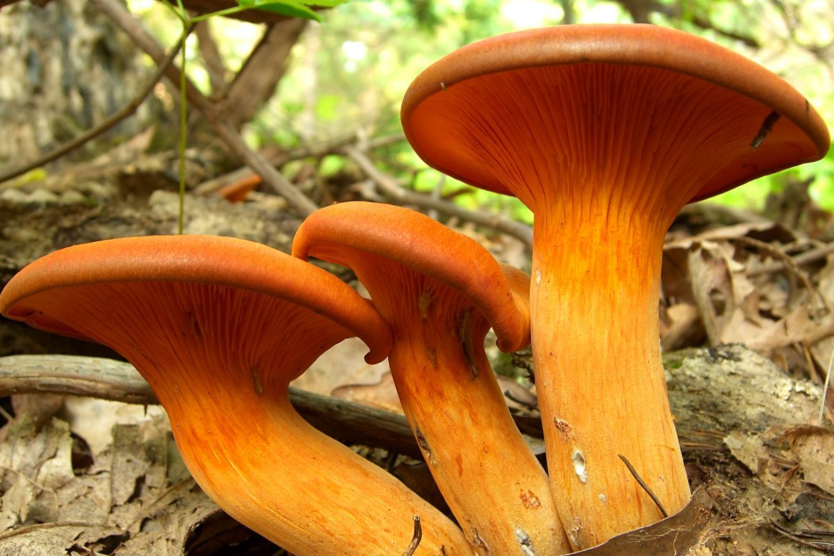 Zvončekovec oranžový (Mitrula aurantiaca)