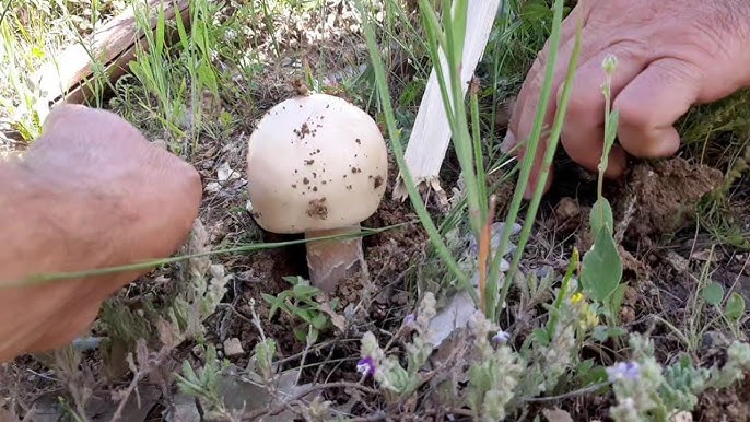 Meşe Mantarı (Tricholoma quercicola)