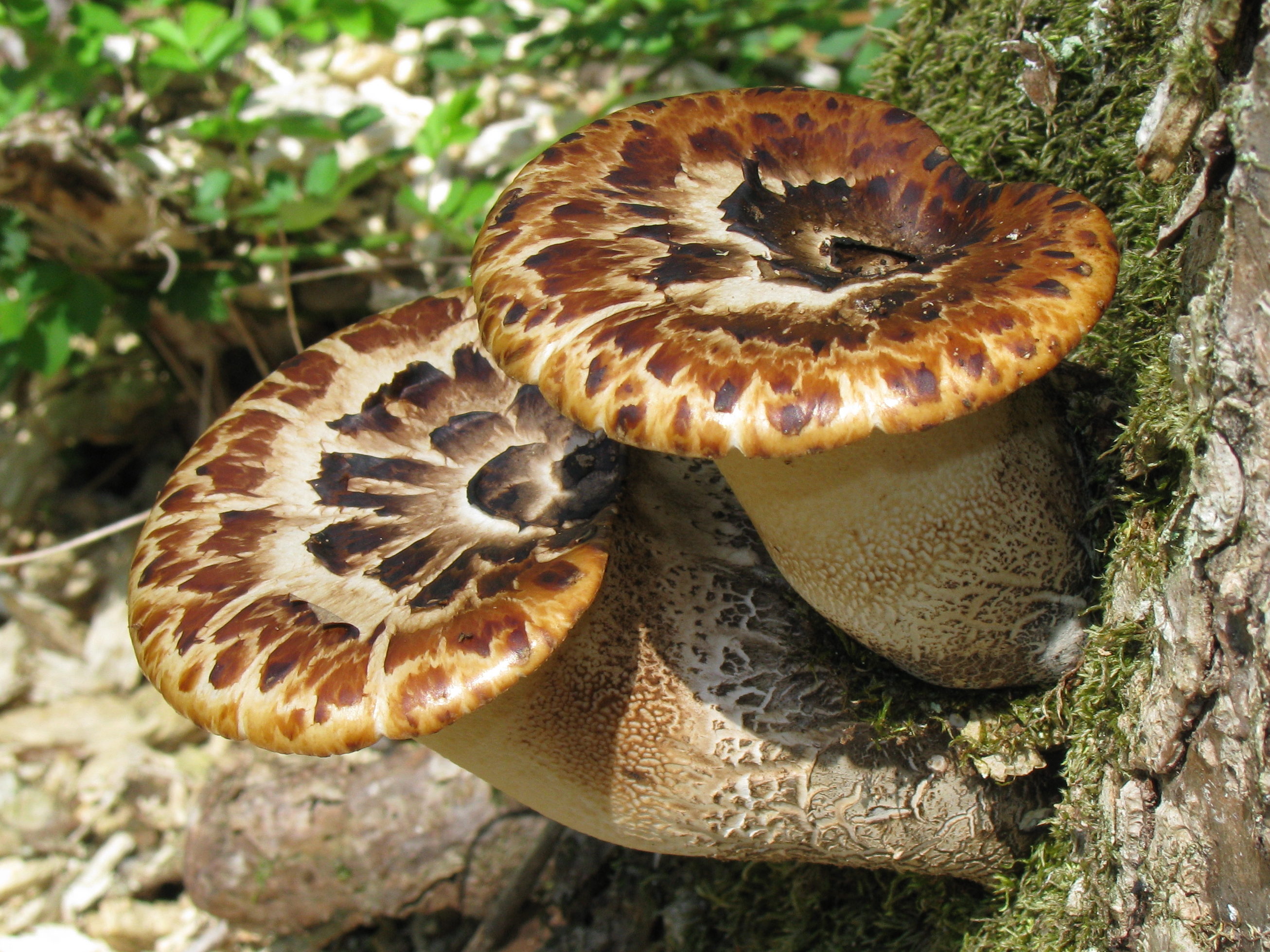Dryad's Saddle (Cerioporus squamosus)