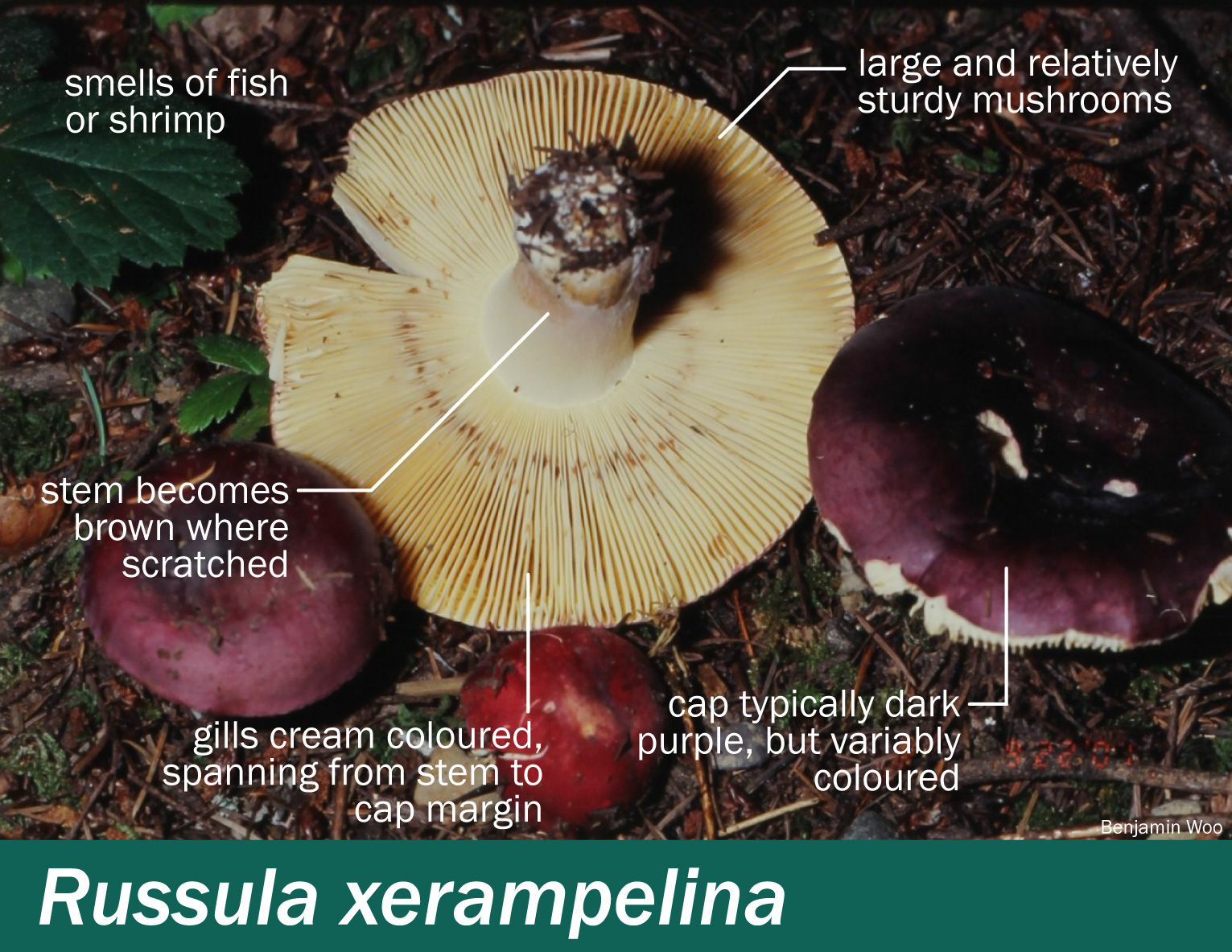 Riblje rujnice, Rakova krasnica (Russula xerampelina)