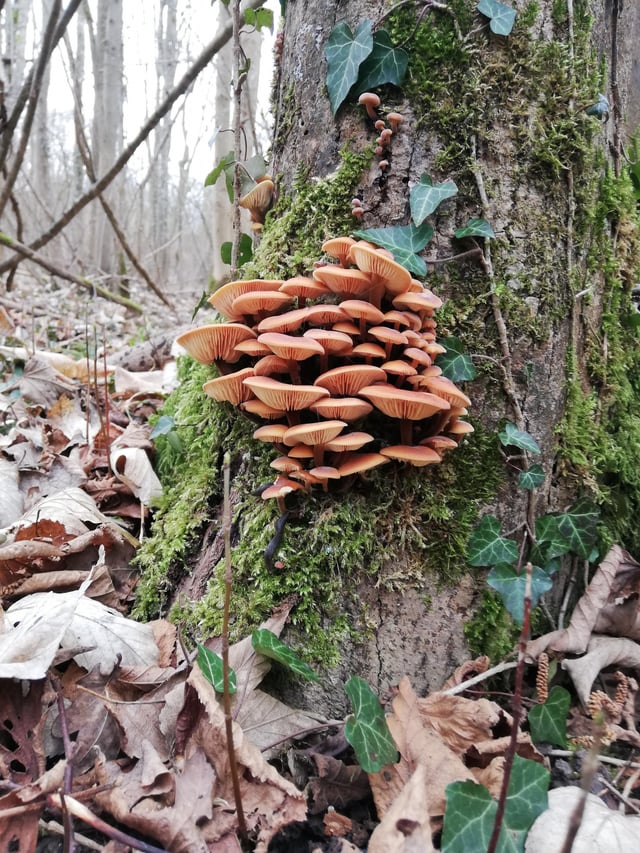 Meşe Seven Collybia (Gymnopus dryophilus)