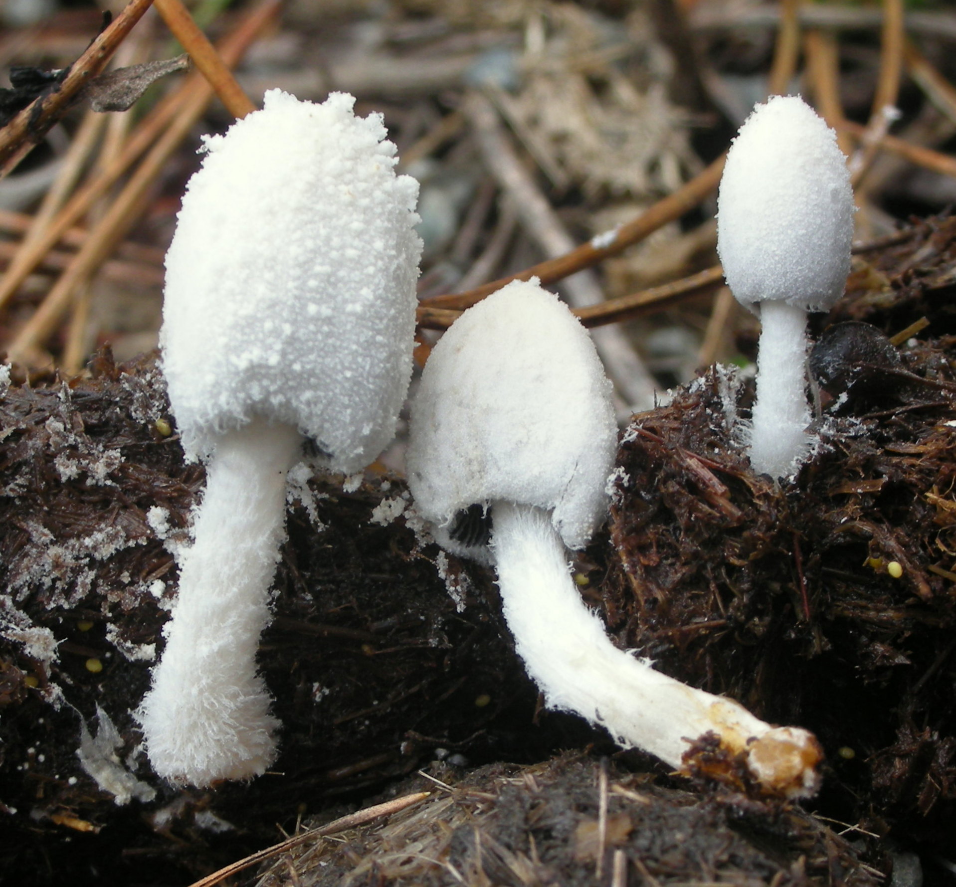 白孔菌 (Perenniporia nivea)