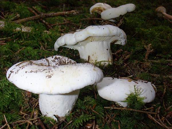 Velvet Milkcap (Lactifluus vellereus)