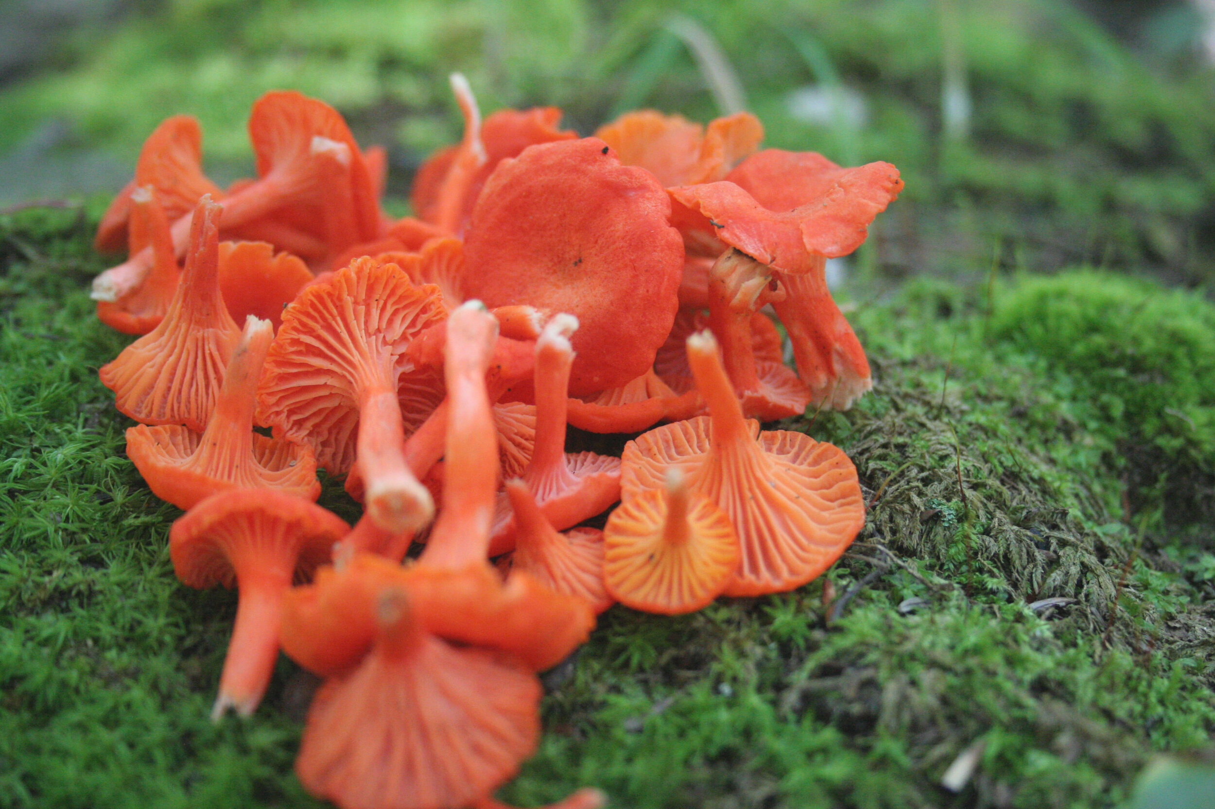 Tarçın Kanterel (Cantharellus cincinnatus)