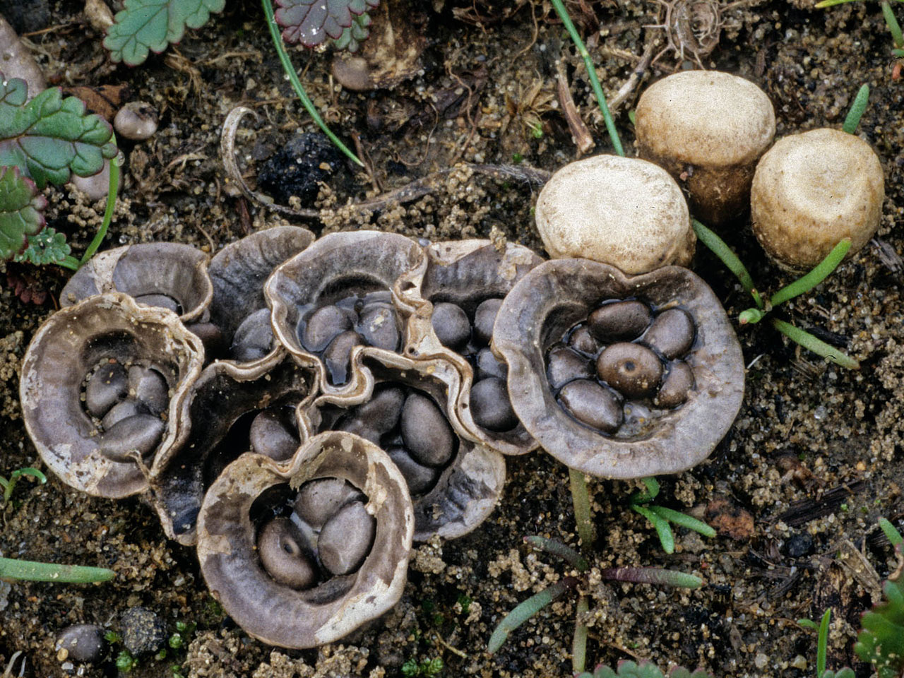 Kuş Yuvası Mantarı (Cyathus olla)