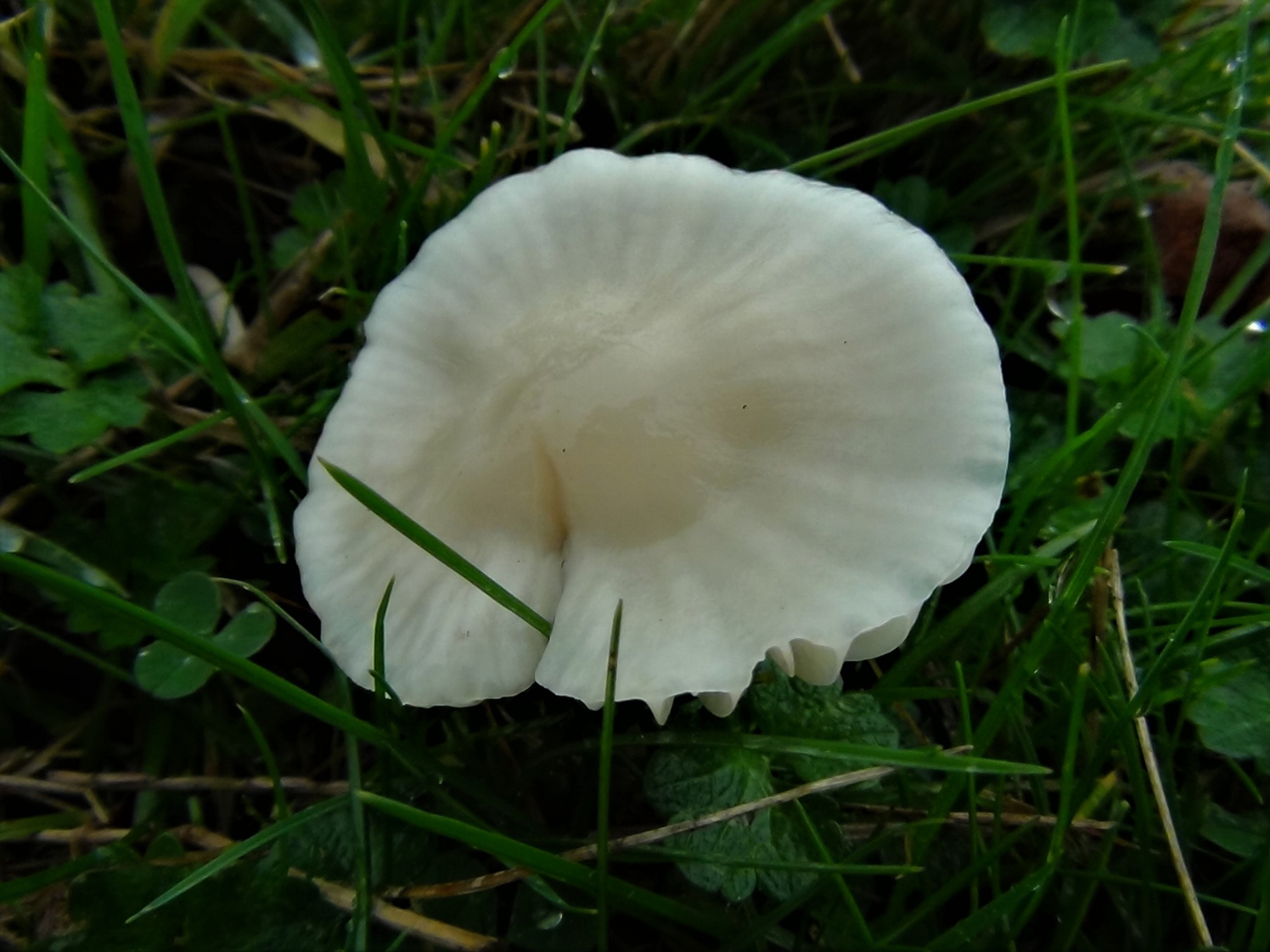 Snövaxskivling (Hygrocybe virginea)