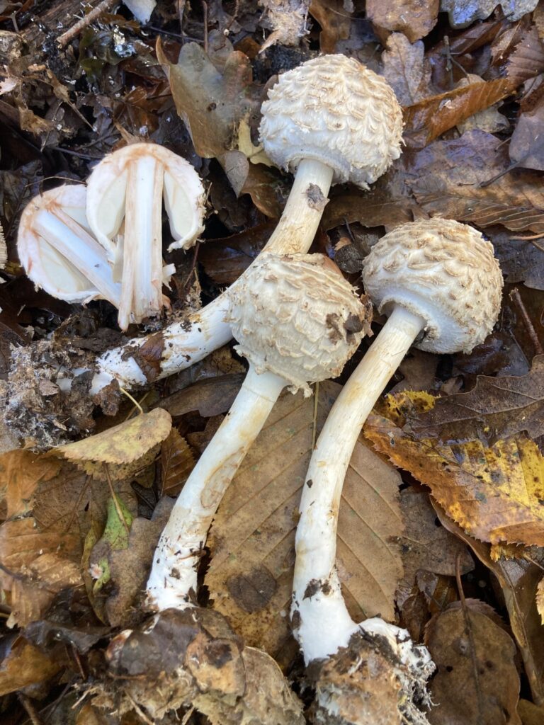 Лепіота щиткова (Lepiota clypeolaria)