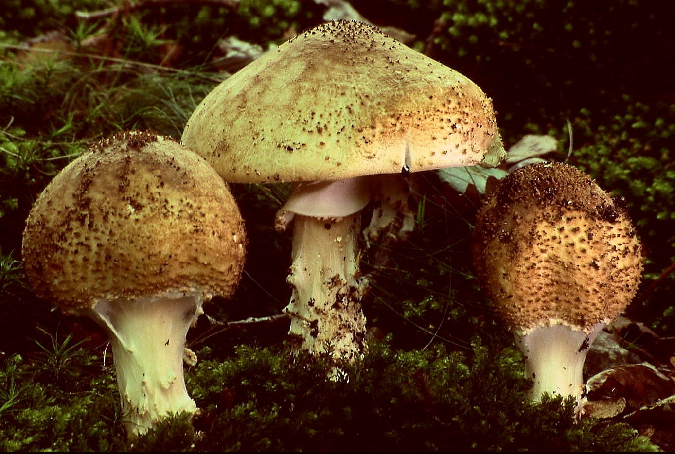 Лепіота колюча (Echinoderma asperum)