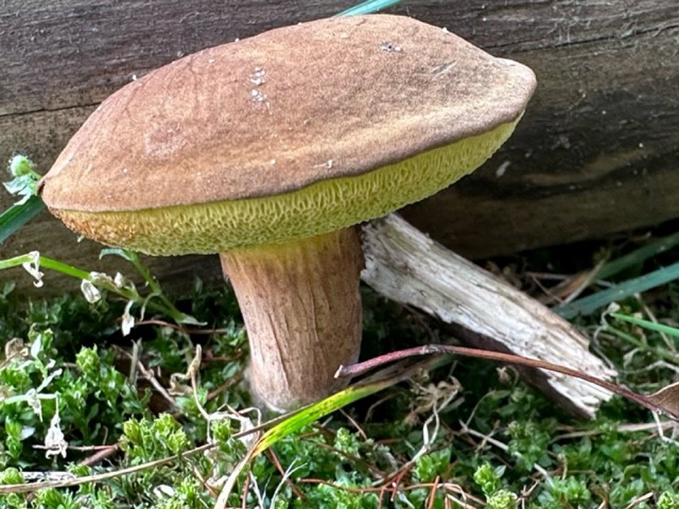 Sammetsopp (Boletus subtomentosus)