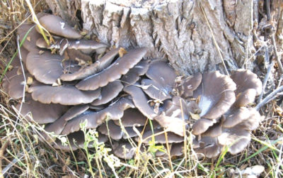 Dev İstiridye Mantarı (Pleurotus giganteus)