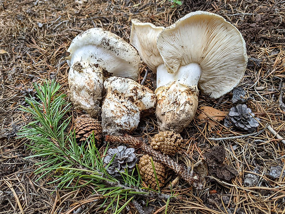 Matsutake, Çam Mantarı (Tricholoma magnivelare)