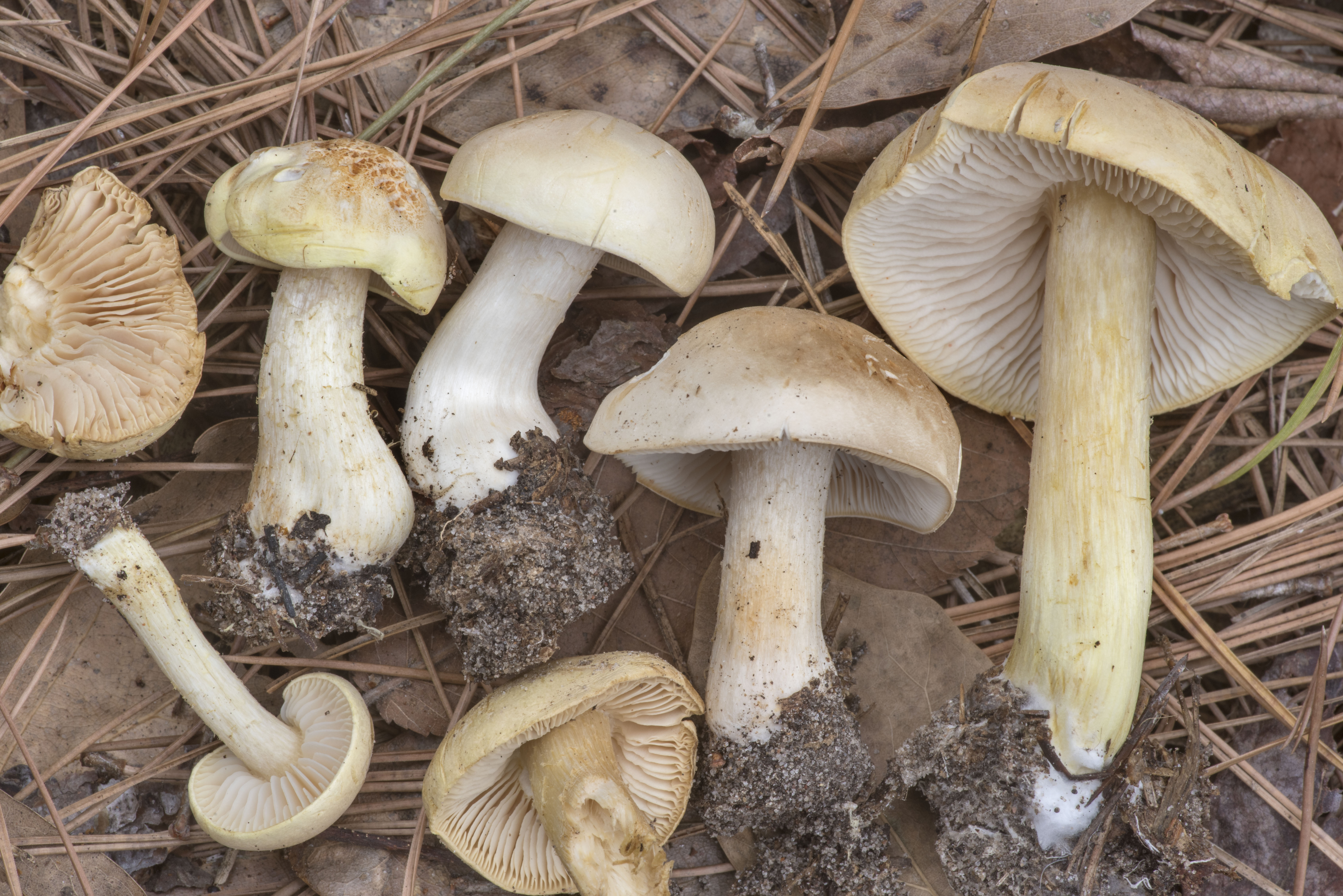Blekmusseron (Melanoleuca grammopodia)
