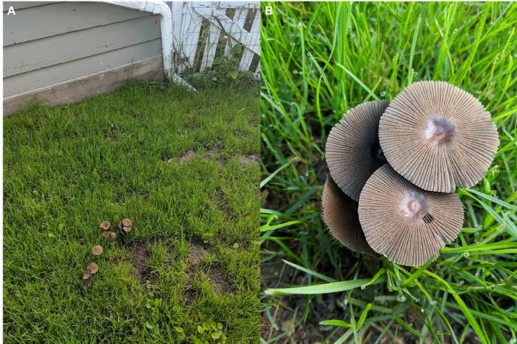 Помаранчева колібія (Rhodocollybia aurantiaca)