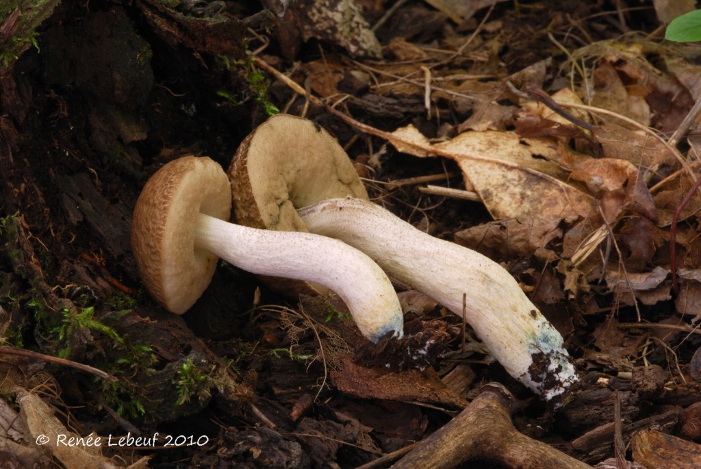 Eksopp (Leccinellum quercinum)