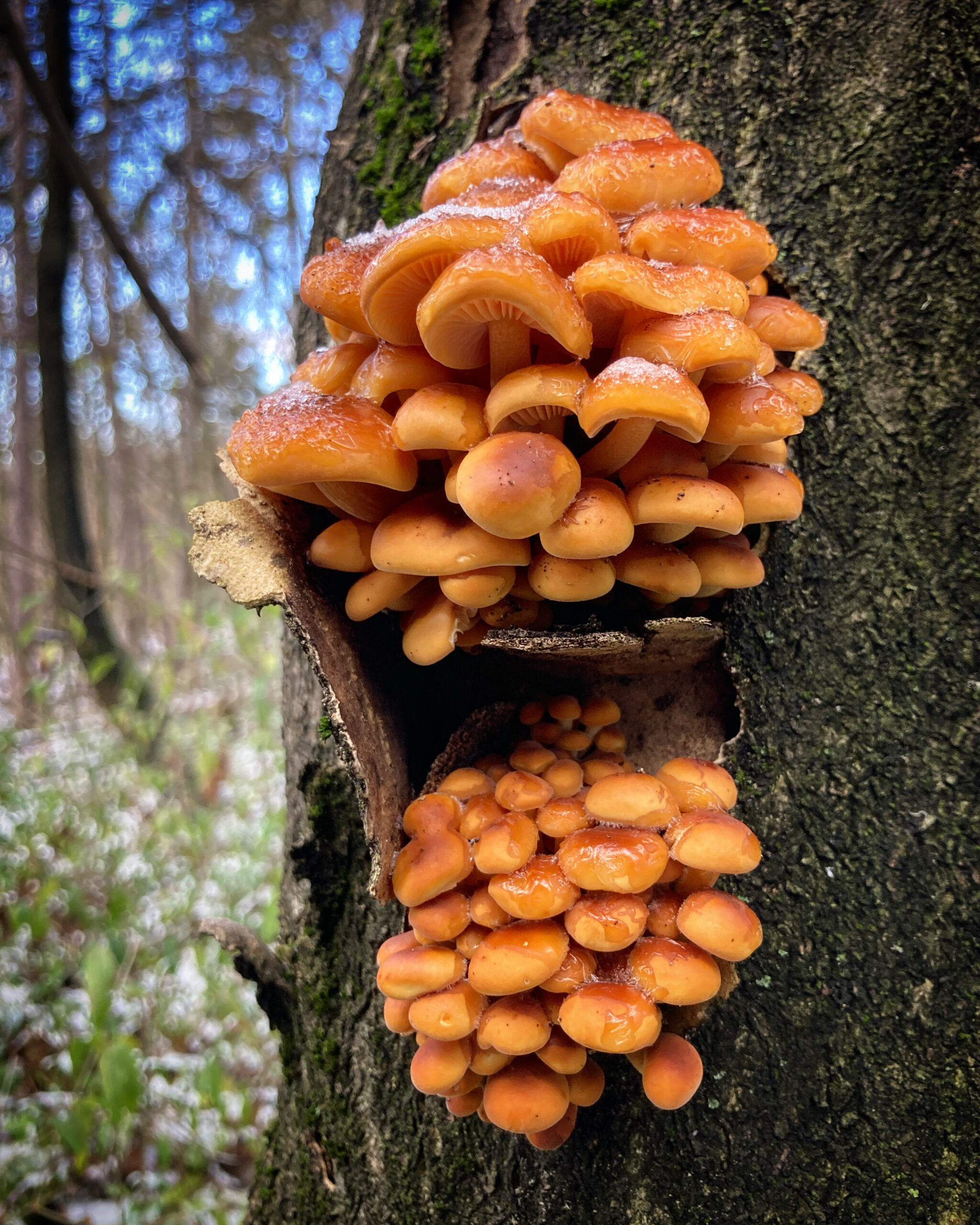 Zimná čiapočka (Mycena tintinnabulum)