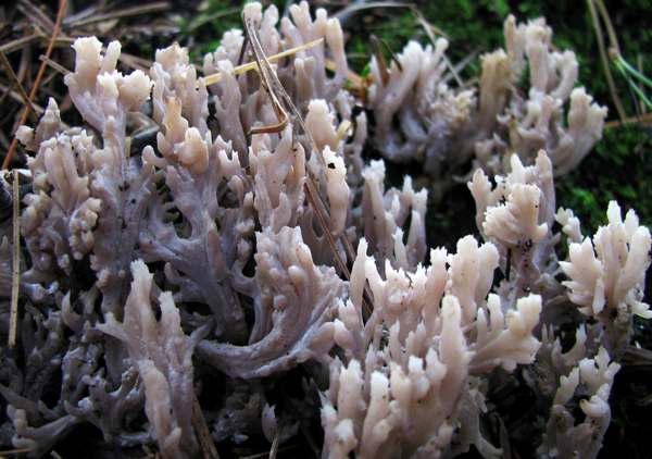 เห็ดปะการังสีเทา (Clavulina cinerea)