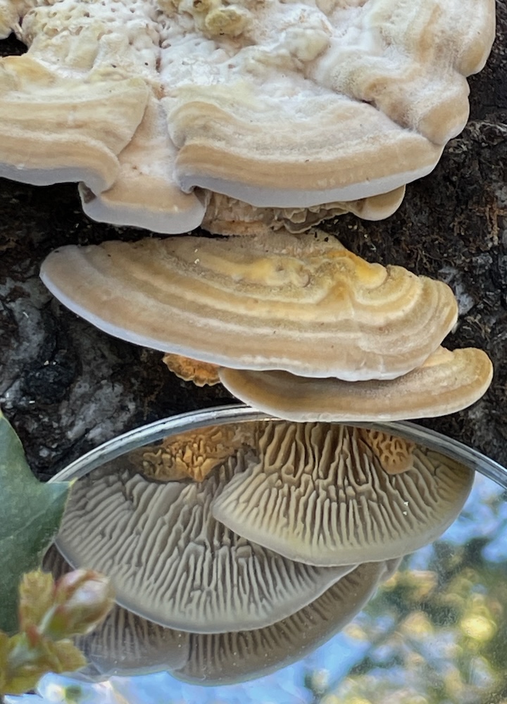 栓孔菌 (Lenzites betulina)