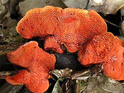 Rynkskinn (Phlebia radiata)