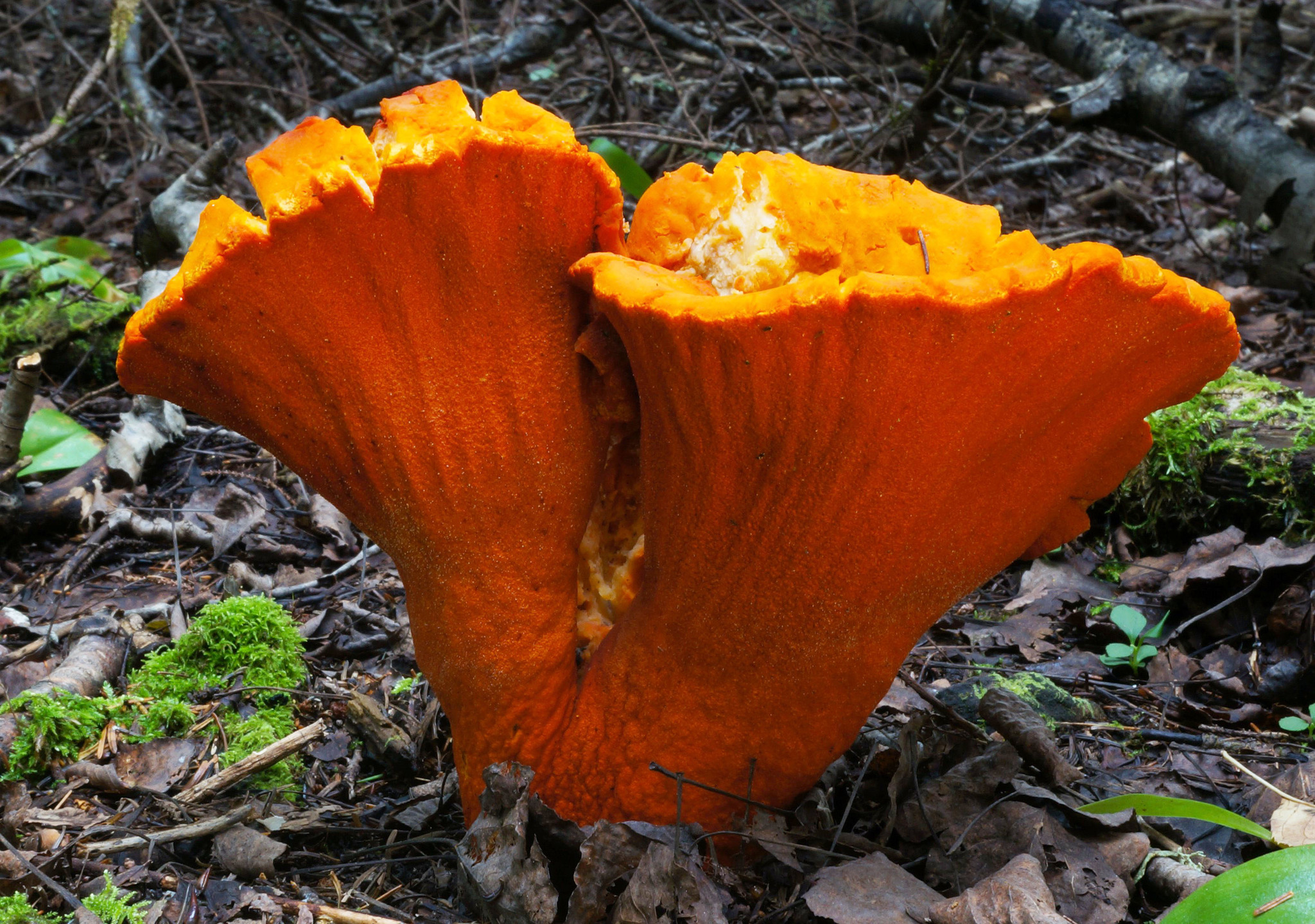 Goba jastog (Hypomyces lactifluorum)