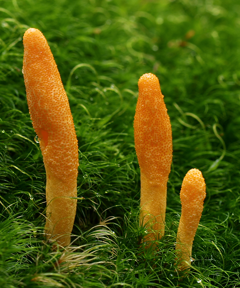 Kırmızı Tırtıl Mantarı (Cordyceps militaris)
