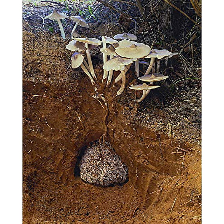 Common Termite Mushroom (Termitomyces albuminosus)