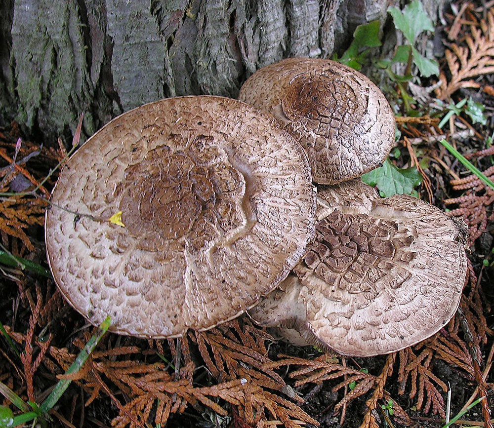 Çatlak Şapkalı Agaricus (Agaricus subrufescens)