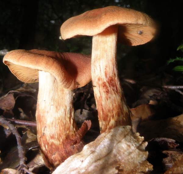 Orellanus (Cortinarius orellanus)