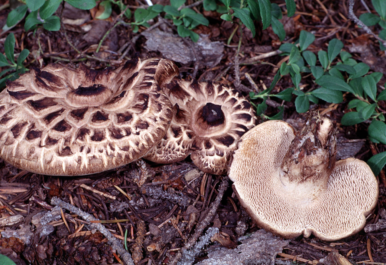 เห็ดฟันปลาเกล็ด (Sarcodon imbricatus)