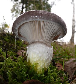 Маслюк клейкий (Gomphidius glutinosus)