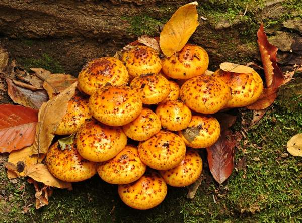 Šupinovka zlatožltá (Pholiota aurivella)