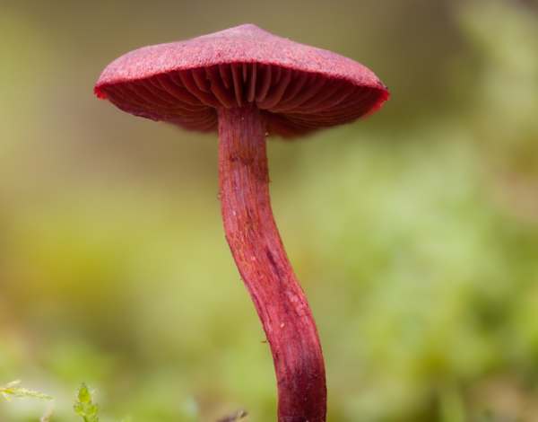Kırmızı Lamelli Cortinarius (Cortinarius semisanguineus)