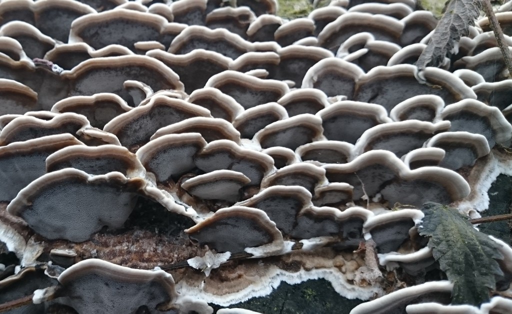 Beyaz Ağız Mantarı (Bjerkandera adusta)