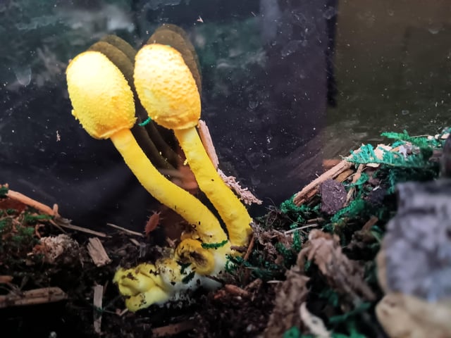 Blekt tungskinn (Gloeophyllum trabeum)