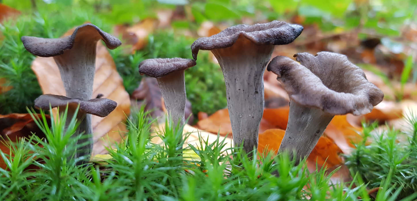 红盖黄孔牛肝菌 (Boletus erythropus)