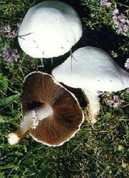 雀斑伞 (Pholiota gummosa)
