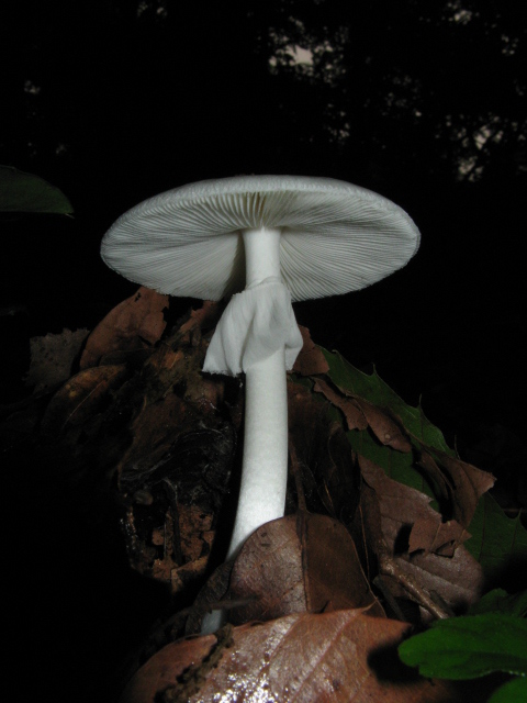Biela prilbica (Mycena lactea)