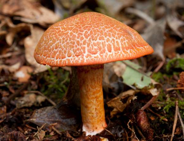 Rödspetig spindling (Cortinarius bolaris)