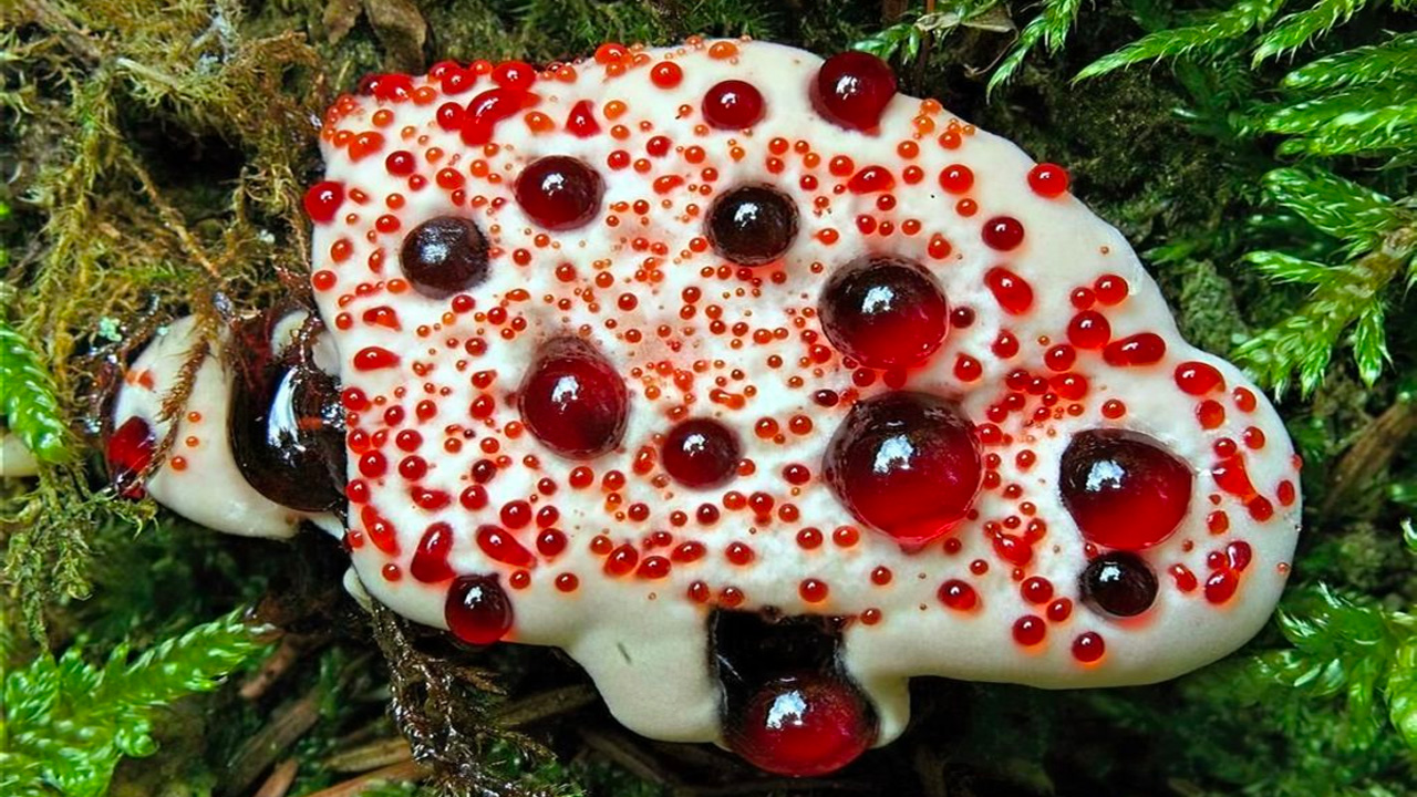Blodticka (Hydnellum peckii)