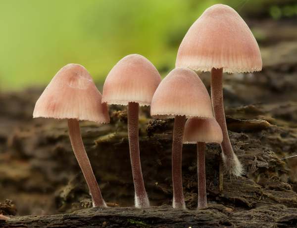 Kırmızı Bacaklı Başlıklı (Mycena haematopus)
