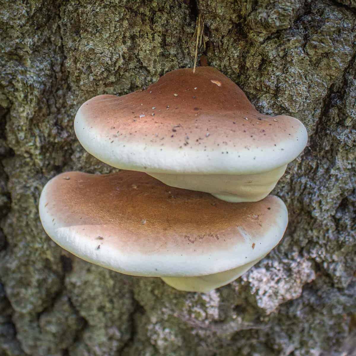 Smolasta guba (Ischnoderma resinosum)