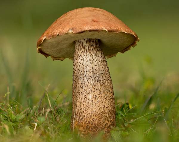 Kozák brezový (Leccinum versipelle)