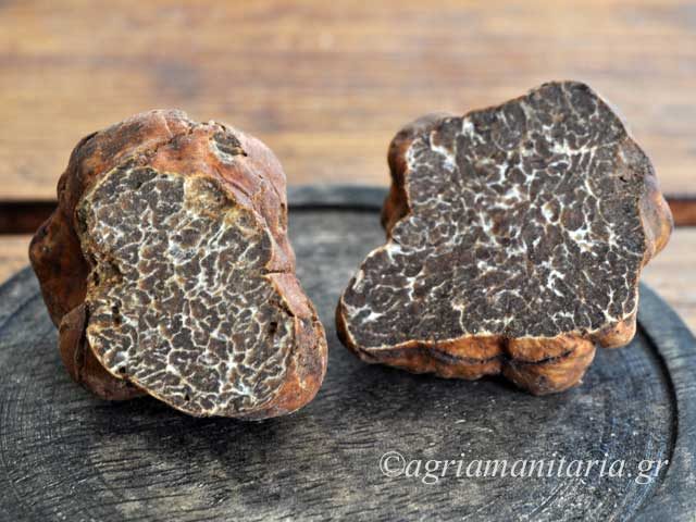 Vit tryffel (Tuber magnatum)